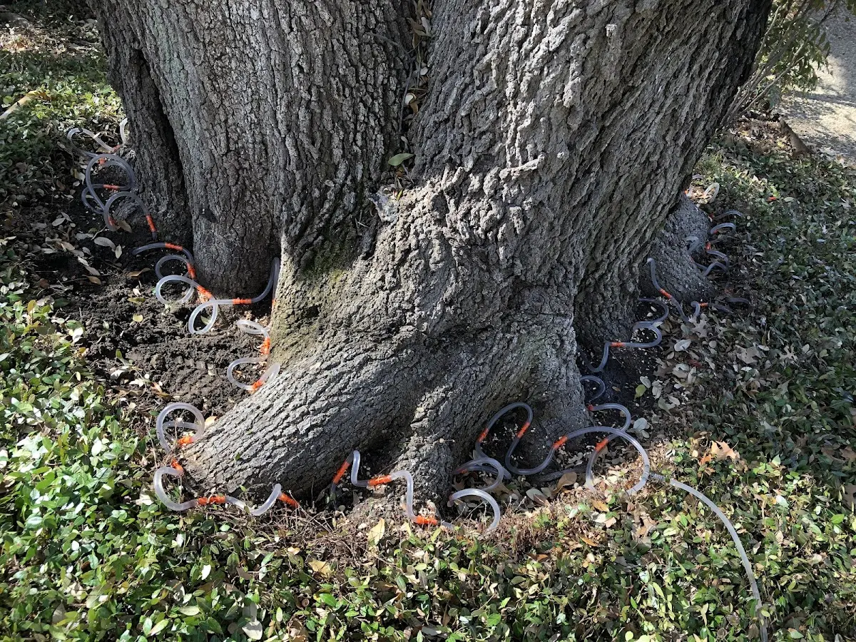 Detailed Shrub and Hedge Trimming job site in La Coste