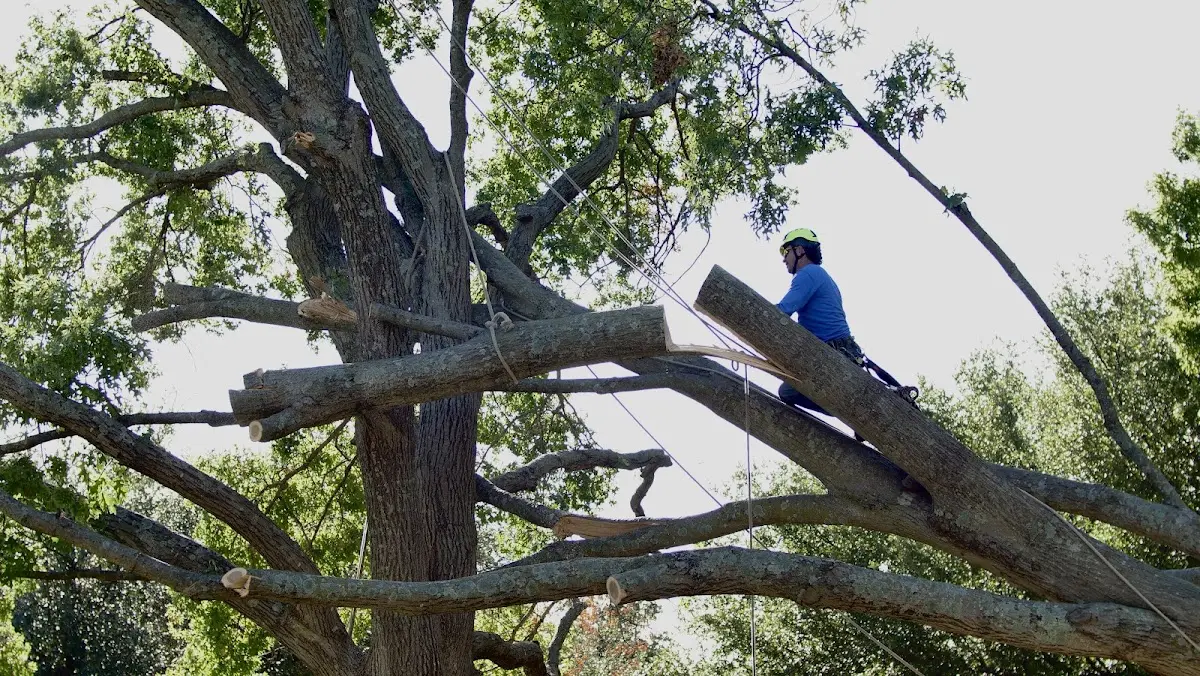 Professional Crown Thinning performed by certified arborists in La Coste