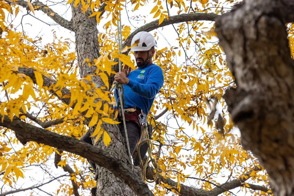 Skilled Tree Planing crew working in La Coste